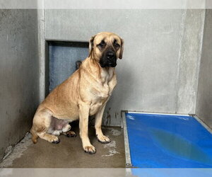 Mastiff Dogs for adoption in San Bernardino, CA, USA