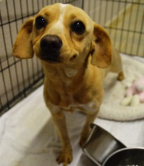 Dachshund Dogs for adoption in Bryan, TX, USA