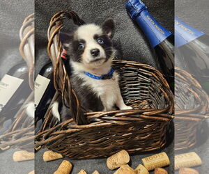 Pomimo Dogs for adoption in Princeton, MN, USA