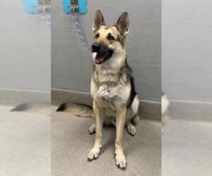 German Shepherd Dog-Unknown Mix Dogs for adoption in Las Vegas, NV, USA