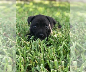 Presa Canario Dogs for adoption in west Palm Beach, FL, USA