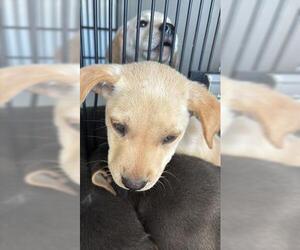 Labrador Retriever Dogs for adoption in Houston, TX, USA