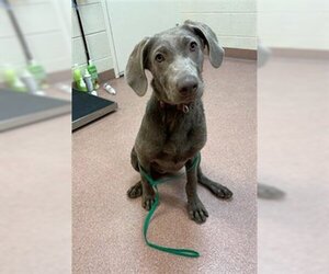 Unknown-Weimaraner Mix Dogs for adoption in Ogden, UT, USA
