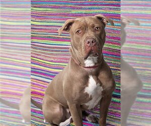 American Staffordshire Terrier-Unknown Mix Dogs for adoption in Vaughan, Ontario, Canada