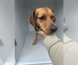 Mutt Dogs for adoption in Virginia Beach, VA, USA