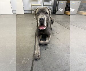 Mastiff-Unknown Mix Dogs for adoption in Derwood, MD, USA