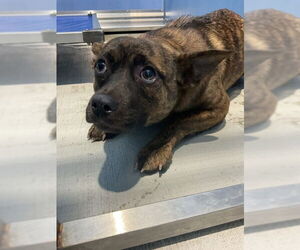 Chihuahua-Unknown Mix Dogs for adoption in San Bernardino, CA, USA