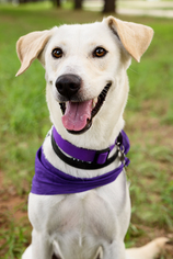Greyhound-Labrador Retriever Mix Dogs for adoption in HOUSTON, TX, USA