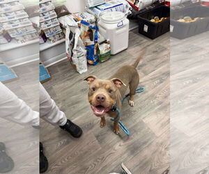 American Pit Bull Terrier-American Staffordshire Terrier Mix Dogs for adoption in Duluth, MN, USA