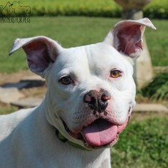 Bullboxer Pit Dogs for adoption in Troy, IL, USA