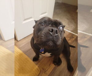 American Pit Bull Terrier-Unknown Mix Dogs for adoption in Woodland, CA, USA