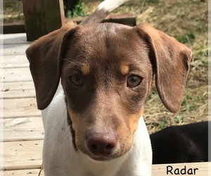 Rat Terrier Dogs for adoption in Mason, MI, USA