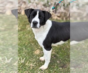 Border Collie-Unknown Mix Dogs for adoption in Batavia, NY, USA