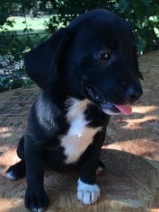 Borador Dogs for adoption in Alexander, AR, USA