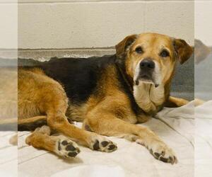 German Shepherd Dog Dogs for adoption in San Antonio, TX, USA