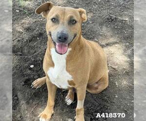 Black Mouth Cur Dogs for adoption in Conroe, TX, USA