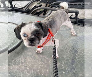 Shih Tzu Dogs for adoption in Portland, IN, USA