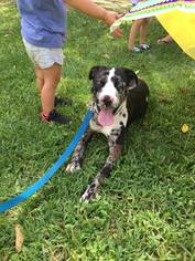 Catahoula Leopard Dog-Unknown Mix Dogs for adoption in Jacksonville, AL, USA