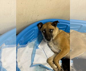 Mutt Dogs for adoption in Calgary, Alberta, Canada