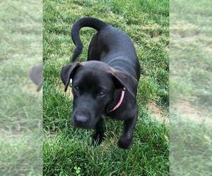 Labrador Retriever Dogs for adoption in Walnutport, PA, USA