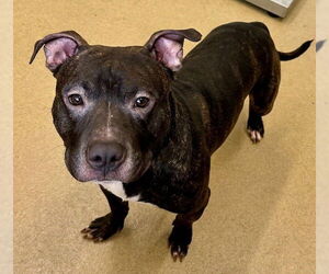 American Pit Bull Terrier Dogs for adoption in Derwood, MD, USA