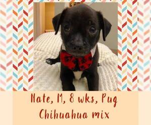 Chug Dogs for adoption in Miami, FL, USA