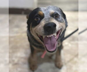 Mutt Dogs for adoption in Lakewood, CO, USA