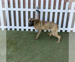 American Pit Bull Terrier-Unknown Mix Dogs for adoption in Modesto, CA, USA