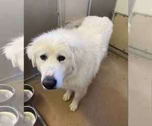 Great Pyrenees Dogs for adoption in Hamilton, MT, USA