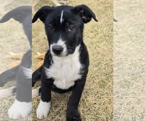 Border Collie-Unknown Mix Dogs for adoption in Chinook, MT, USA