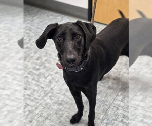 Labrador Retriever Dogs for adoption in Fort Collins, CO, USA