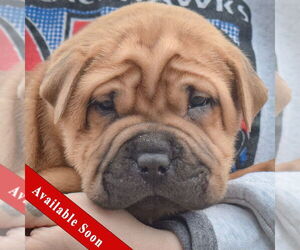 Chinese Shar-Pei Dogs for adoption in Huntley, IL, USA