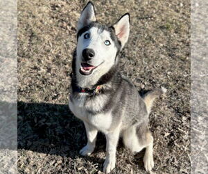 Siberian Husky-Unknown Mix Dogs for adoption in Jefferson, WI, USA
