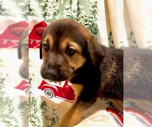 German Shepherd Dog-Unknown Mix Dogs for adoption in Lakemont, GA, USA