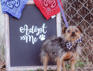 Medium Photo #1 Mutt Puppy For Sale in Tuttle, OK, USA