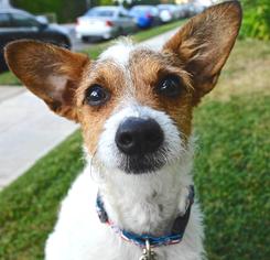 Jack Russell Terrier-Unknown Mix Dogs for adoption in Los Angeles, CA, USA