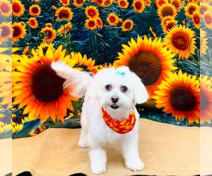 Havanese Dogs for adoption in Gulfport, MI, USA