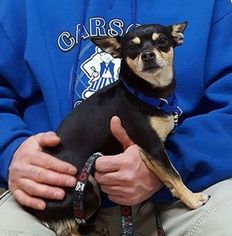 Chihuahua Dogs for adoption in Carson City, NV, USA