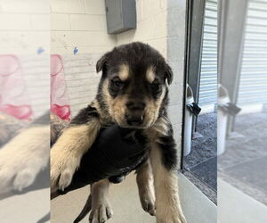 Holland Shepherd-Unknown Mix Dogs for adoption in San Bernardino, CA, USA