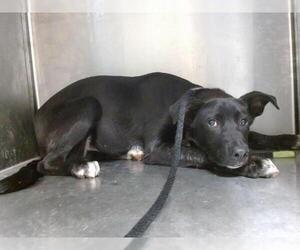 Labrador Retriever-Unknown Mix Dogs for adoption in Downey, CA, USA