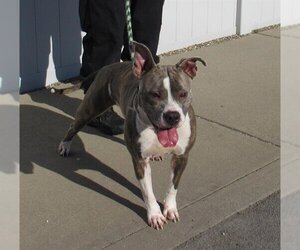 American Pit Bull Terrier Dogs for adoption in Louisville, KY, USA