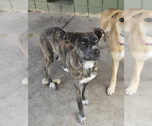 Mutt Dogs for adoption in Coralville, IA, USA