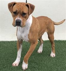 Bullboxer Pit Dogs for adoption in Visalia, CA, USA