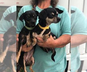 Chiweenie Dogs for adoption in New Smyrna Beach, FL, USA
