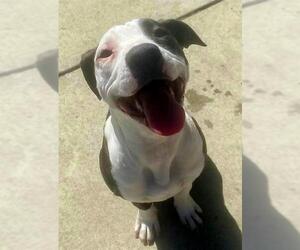 American Pit Bull Terrier-Unknown Mix Dogs for adoption in Sacramento, CA, USA