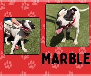Staffordshire Bull Terrier-Unknown Mix Dogs for adoption in Pearland, TX, USA
