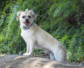 Cairn Terrier Dogs for adoption in Palo Alto, CA, USA