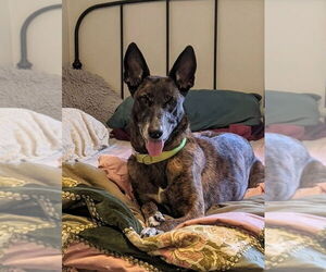 - Mix Dogs for adoption in Imlay City, MI, USA