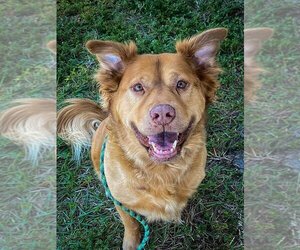 Golden Retriever-Unknown Mix Dogs for adoption in Bonita Springs, FL, USA