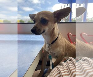 Chihuahua Dogs for adoption in Redondo beach, CA, USA